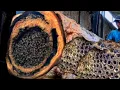 Download Lagu Monsterlijke boomstammen bruut uit elkaar gescheurd!! De meest gruwelijke zagerijactie