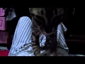 Download Lagu BUKAN KUCING BIASA : MEMIJAT - CAT MASSAGE