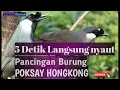 Download Lagu 5 Detik langsung nyaut.Pancingan Poksay hongkong betina untuk poksay hongkong Jantan agar ikut gacor