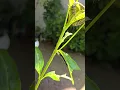 Download Lagu Monarch Caterpillars are undergoing the process of metamorphosis. #bugs #nature