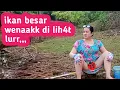 Download Lagu Buk4 b*ny4k joss... Baru kali ini nekad sarang ikan di bikin pangling...