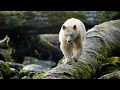 Download Lagu Ryan Reynolds Narrates a Journey Through the GREAT BEAR RAINFOREST | IMAX | Full Movie