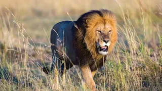 dj king tara masingita revisit mix