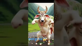 न चत ह ए ग य Cow Comedy Funny Bull Dance Animals 