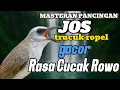 Download Lagu Trucukan gacor ropel panjang rasa cucak rowo untuk pancingan dan  masteran