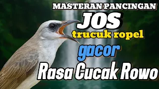 trucukan gacor ropel panjang rasa cucak rowo untuk pancingan dan masteran