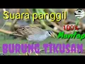 Download Lagu Suara panggil burung Tikusan sawah di jamin joss cocok untuk jaring gantung malam