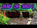 Shrimp Shed or Dead How to Tell the Difference in Neocaridina Cherry Shrimp Caridina Colonies