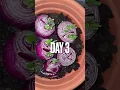 Download Lagu Quickest way growing onions #youtubshorts #onions #greenonion #grow #water