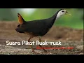 Download Lagu Suara Pikat Ruak-ruak Betina