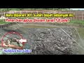 Download Lagu Panen Ikan Gabus Dikolam Tanah || Budidaya Ikan Gabus