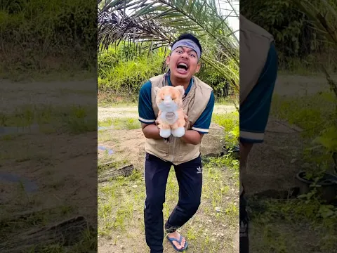 punya kucing bisa joget kicau mania !