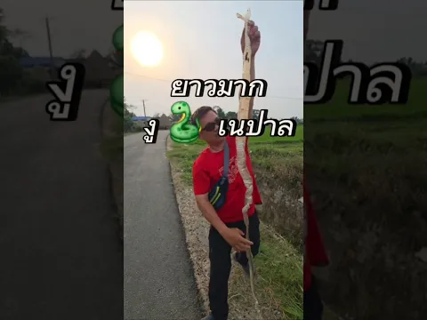 คราบงู