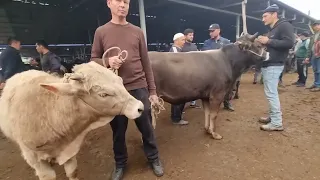 Yosh buqachalar sotuvda arzon dexqondan