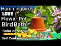Hummingbirds Birdbath How to Make 1 Flower Pot into EASY Hummingbird Solar Fountain or No Sun USB