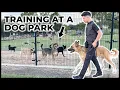 How I train reactive dogs to IGNORE other dogs FULL REACTIVITY SESSION