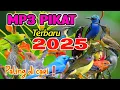 Download Lagu MP3 Pikat Terbaru 2025 Paling Ampuh❗#terbukti