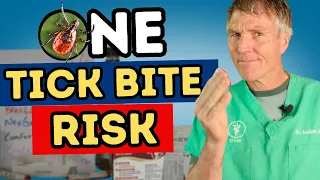 Your Dog Can Get Very Sick From One Tick Bite