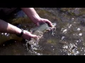 Brown Trout Stocking