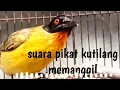 suara pikat kutilang emas memanggil