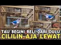 Lagu HARGA GAK PAKE JUTAAN CUMA BURUNG KECIL SUARANYA MEMATIKAN || CILILIN HITAM AJA LEWAT 