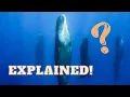 Why do Sperm Whales sleep vertically