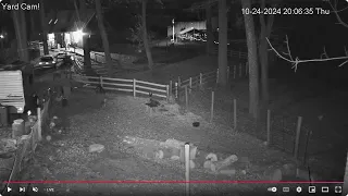 Goldy s Yard 700pm misc to 10pm farm day ends Goaties George Frank paddock 10242024