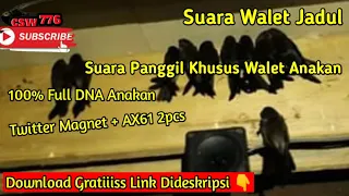 sp raja sedot anakan suara panggil walet jadul full dna anakan