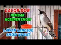 Download Lagu Ciblek kristal gacor nembak ngebren