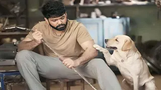 كلب رائع بيرجع الحياه لشاب يائس فقد الامل في الحياة بعد موت كل اهله قدام عينيه ملخص فيلم 