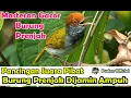 Download Lagu PANCINGAN SUARA PIKAT BURUNG PRENJAK DIJAMIN AMPUH DAN ANTI ZONK - MASTERAN BURUNG PRENJAK