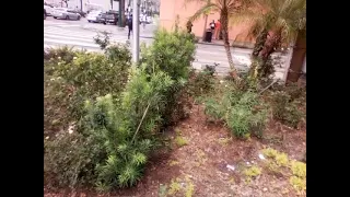                     دندنها