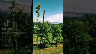 وردة الجزائرية مين اللي ياخدني منك 