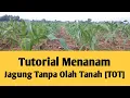 Download Lagu Tutorial menanam jagung dengan tradisional atau Tanpa Olah Tanah [TOT] II NUHI CHANNEL