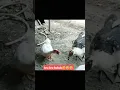 TUKURUKUK 🤣🤣