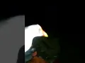 Download Lagu terbuktii. suara tarikan burung (peruk,bentiung,mandar) dari lawan penjaring
