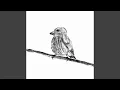 Download Lagu Lagu Burung Finch Kecil