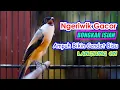 Download Lagu SUARA NGERIWIK GACOR BONGKAR MATERI, AMPUH BIKIN CENDET BISU LANGSUNG ON, MASTERAN CENDET FULL ISIAN