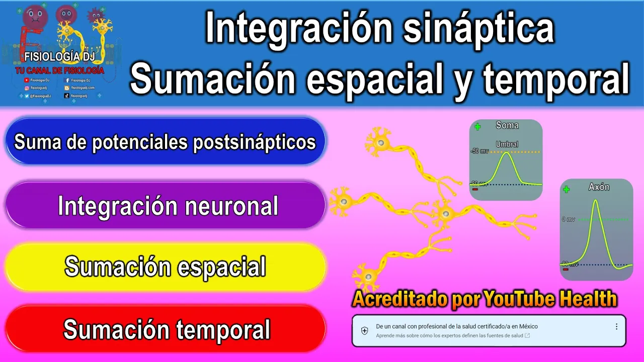 Integración sináptica | Sumación espacial y temporal | Sumación neuronal