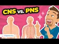 Central Peripheral Nervous System Explained CNS vs PNS Nursing Guide Mini Lesson Series
