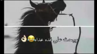اللي نوانا  برده  يركد  فديته دندنها