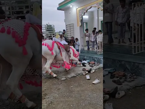 Ghoda masjid ke samne sajda kiya π± | #iqrahasan #islam #ytshorts #shortsfeed