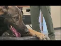 Bulloch County to deploy K9 units at schools