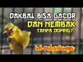 Download Lagu Langkah perawatan pleci Dakbal Bahan cepat gacor dan nembak tanpa Doping