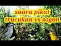 Download Lagu Suara Pikat Burung Trucukan Vs Sogok Ontong ||| Ampuh