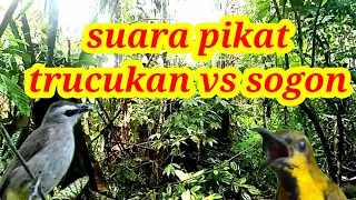 suara pikat burung trucukan vs sogok ontong ampuh
