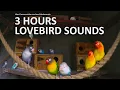 Download Lagu 3 Jam Suara Lovebird - Memeriksa Kotak Sarang Baru - Mei 2020
