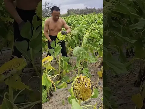 colheita de girassol feita manualmente
