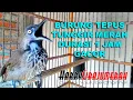 Download Lagu TEPUS TUNGGIR MERAH GACOR DURASI 1 JAM UNTUK PANCINGAN TEPUS TUNGIR BAHAN