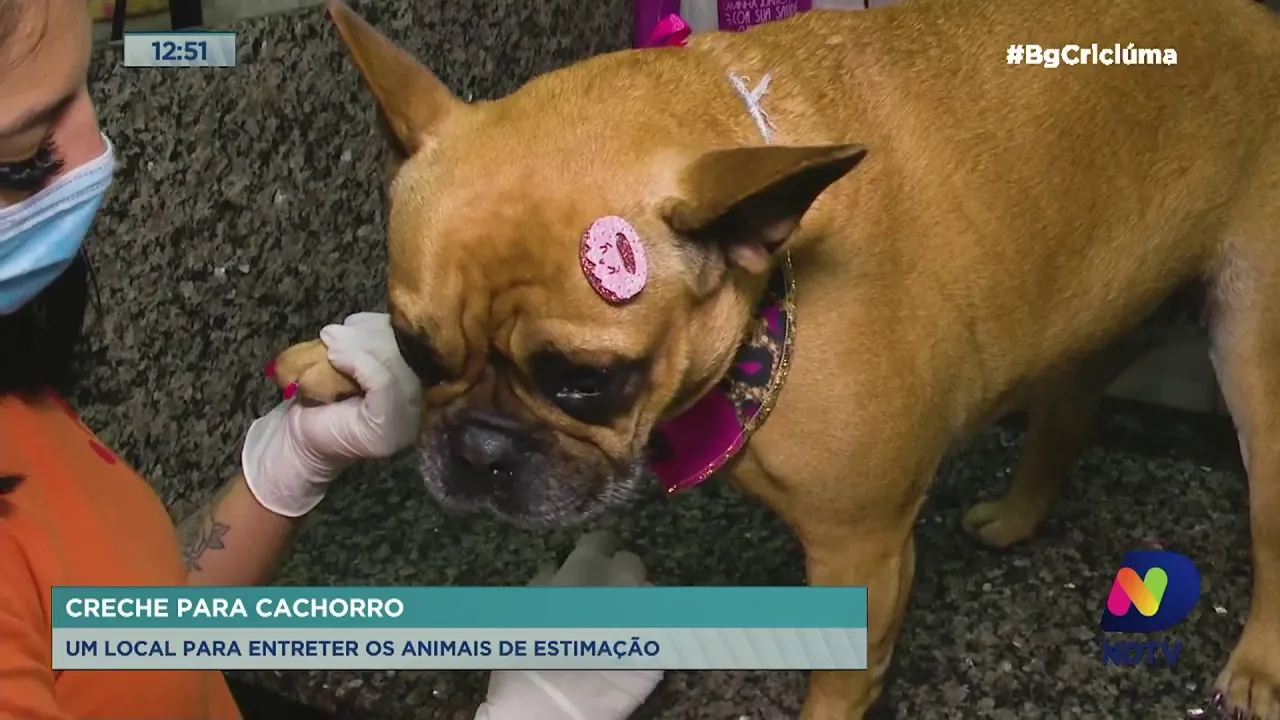 Creche para cachorros garante bem-estar aos animais e segurança aos donos